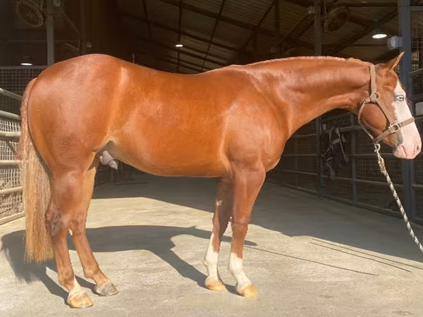 Hing, Quarter Horse