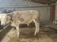 Bulle, Simmental cattle — Foto 2