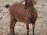 母山羊, Nubian Goat — 照片 7