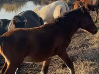حصان, Mugalzhar horse — الصورة 3