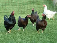 Chickens — photo 1