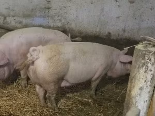 Pigs (batch, sex not specified),  — Hungary