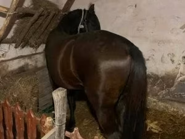 Kůň, Koně — Maďarsko