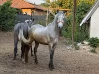 حصان, الخيول — الصورة 3