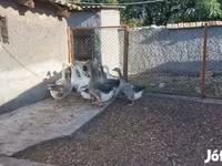 Geese — 5. fotó