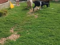 公山羊, Goats — 照片 3