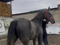 Kůň, Orlov Trotter — foto 1