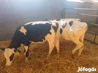 Bulle, Holstein-Rasse — Foto 2