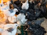 Chickens — foto 6