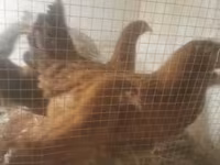 Chickens — foto 3