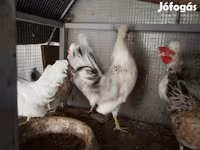 Chickens — الصورة 4