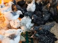 Chickens — الصورة 6