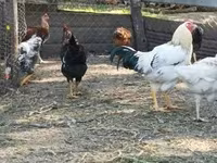 Chickens — 照片 2