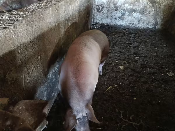 Boar, Pigs