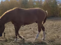 Jument, Chevaux — photo 4