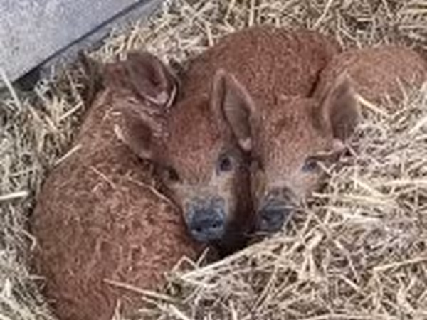 Säue, Мангалица