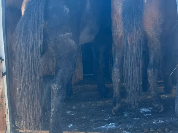 Horse (M), Horses