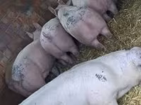 公猪, Pigs — 照片 1