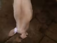 母猪, Pigs — 照片 6