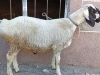 Қошқар, Arashan sheep — 6-сурет