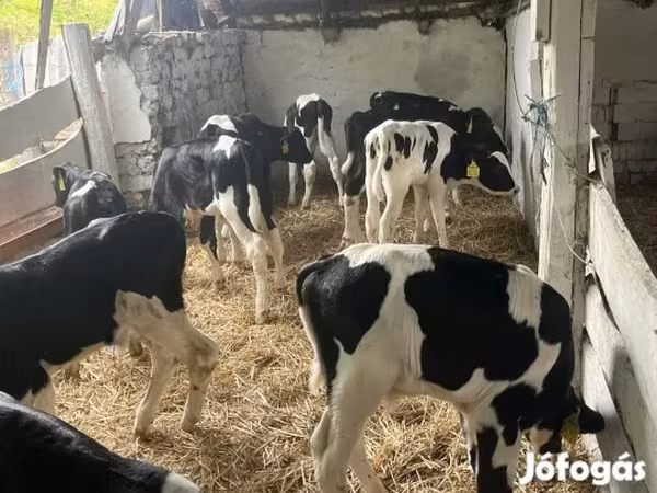 Bika, Russian Black pied cattle — Magyarország