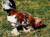 Chickens — Foto 1