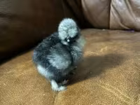 Silkie — 4. fotó