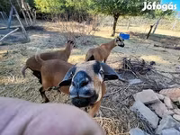 Oveja, Cameroon sheep — foto 1