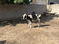 İribuynuzlu mal-qara (partiya, cinsi göstərilməyib), Russian Black pied cattle — foto 3