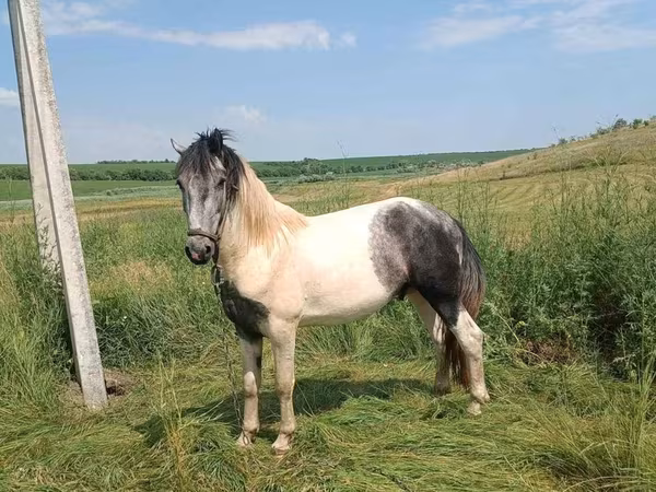 Koń, Gypsy horse