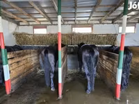 Hing, Nonius horse — 2. fotó