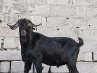 Bak, Anatolian Black goats — 4. fotó