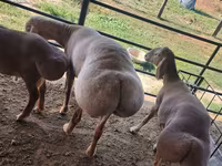 Bélier, Arashan sheep — photo 1