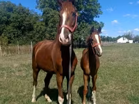 घोड़ा, Dutch warmblood horse — फ़ोटो 4