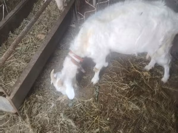 母山羊, Russian White goat