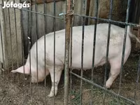 母猪, Крупная белая — 照片 2