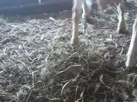 Nőstény kecske, Saanen goat — 4. fotó