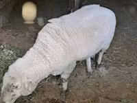 公羊, Merino sheep — 照片 2