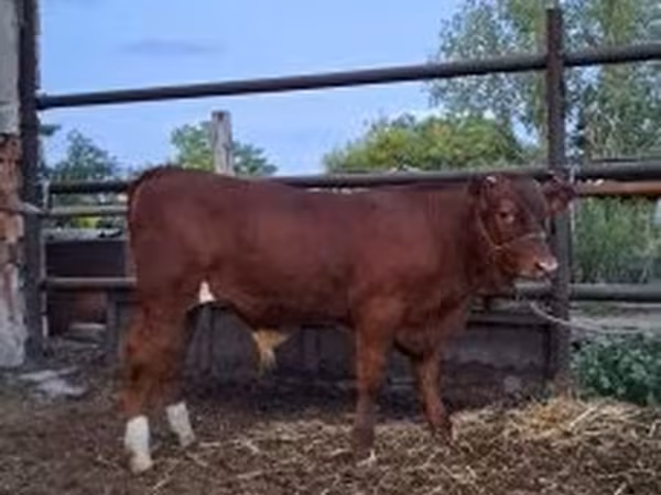 Bika, Limousin tehén — Magyarország