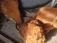 Chickens — Foto 2