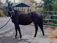 Kanca, Akhal-Teke — 2. fotó