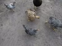 Chickens — Foto 2