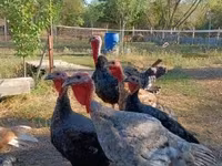 Turkeys — फ़ोटो 3