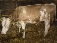 ثور, Simmental cattle — الصورة 1