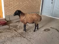 كبش, الأغنام — الصورة 2