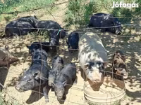 Boar, Вьетнамская вислобрюхая — photo 7