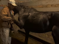 Kůň, Russian warmblood — foto 3