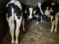 Bika, Holstein fajta — 4. fotó