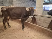 Cow, Cattle — photo 3