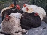 Chickens — foto 1